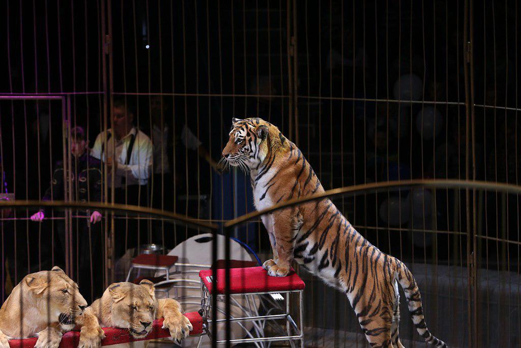 За сезон во Владивостокском цирке представят семь программ с животными  и именитыми артистами 
