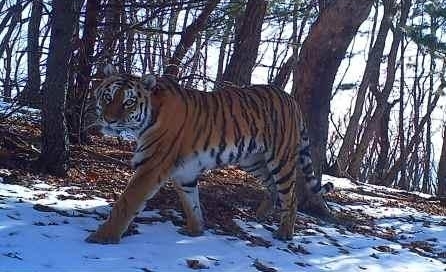 Спасенная людьми тигрица Филиппа удачно освоилась в лесу
