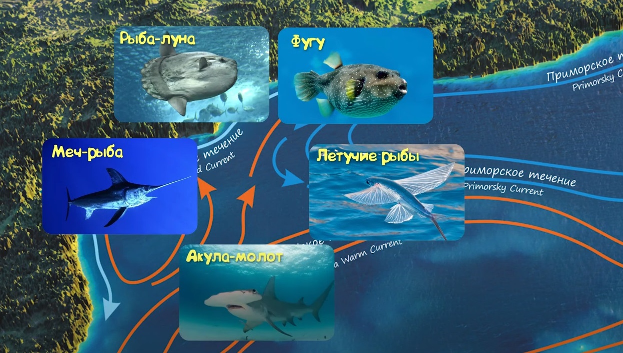 Онлайн-уроки для школьников проведет Приморский океанариум