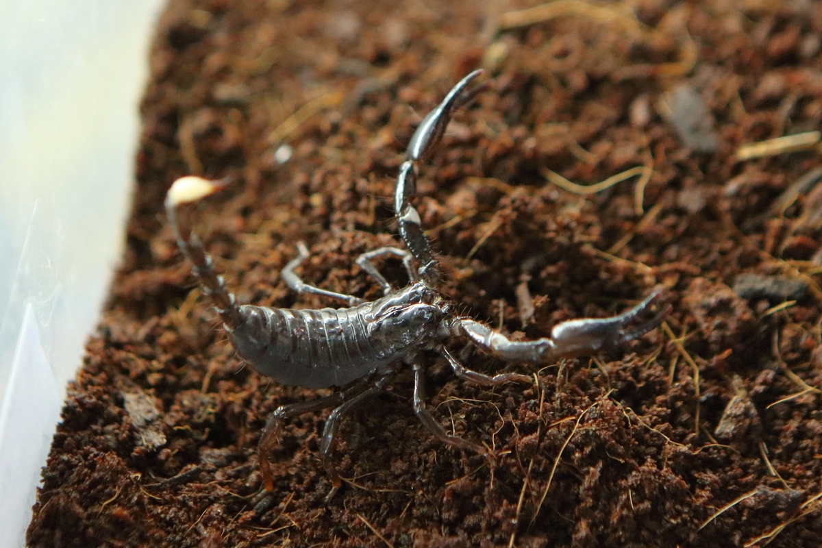 Первый скорпион поселился в Приморском океанариуме
