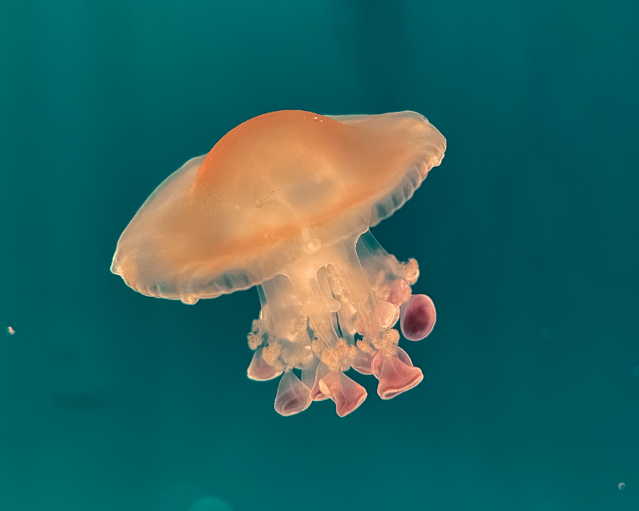 Несъедобна: морская яичница поселилась в Приморском океанариуме