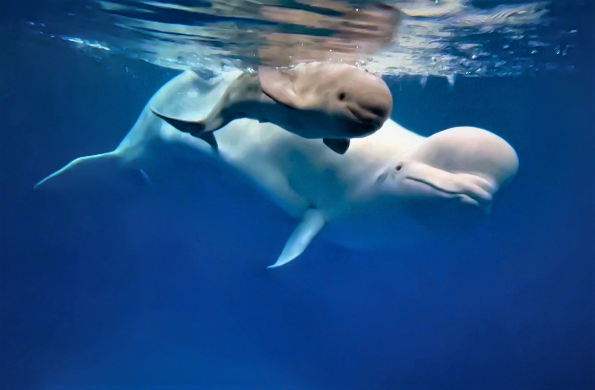 Уникум: в Приморском океанариуме впервые родился кит