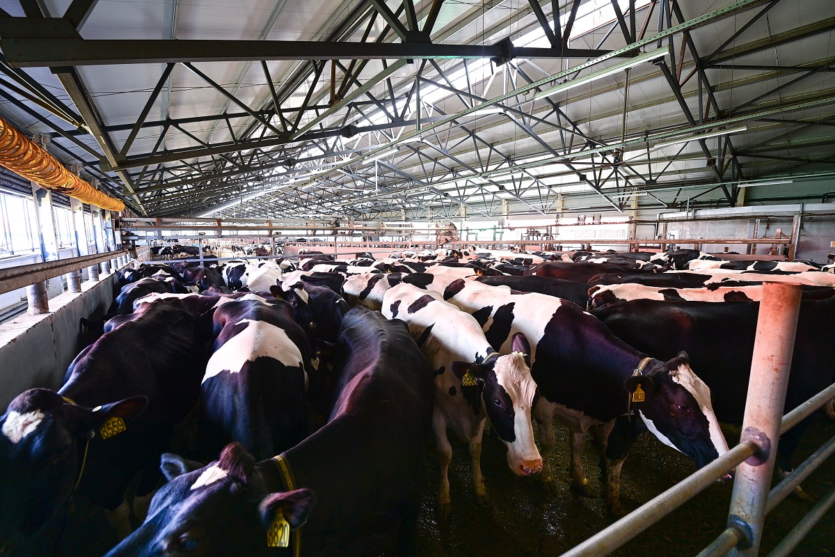 Импортозамещение: новая ферма будет производить в регионе 22,5 тыс. тонн молока в год