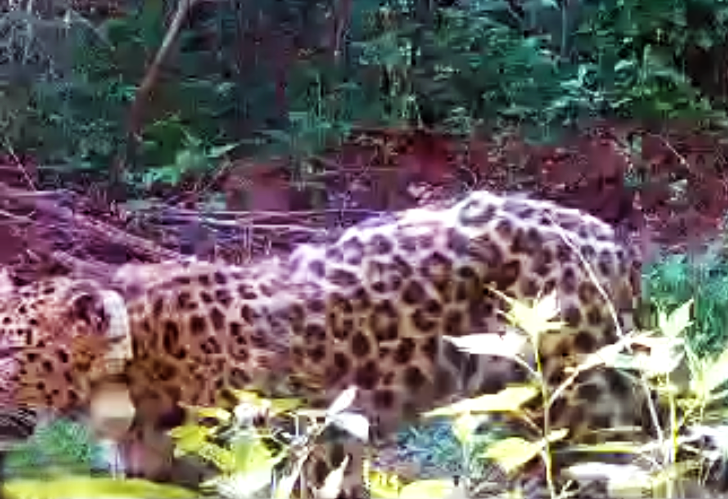 Спасенный леопард Leo 260M «засветился» в дальнем уголке Приморья