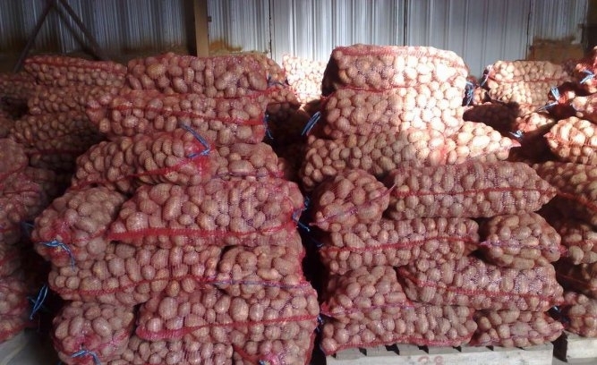 Праздничный набор: в Приморье завезли свыше трех тысяч тонн овощей и фруктов