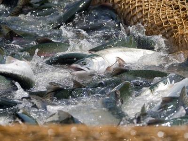 Рыбу из Приморья в регионы России будут отправлять быстрее