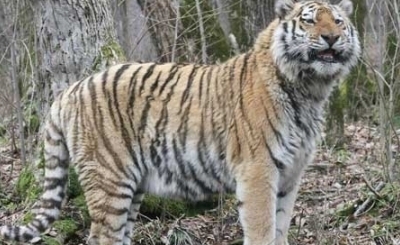Сбытчики шкуры тигра в Приморье пойдут под суд