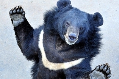 В Приморье дикий медведь станцевал под Snoop Dogg (видео)