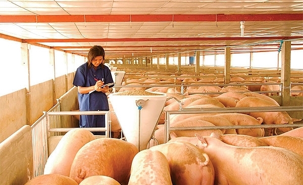 Осенью «Русагро» начнет строительство свинокомплексов в Приморье
