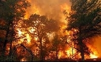 В Приморье на месте лесного пожара задержаны 9 человек