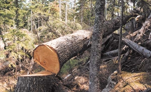 Приморский депутат вырубил леса на 11 миллионов рублей