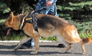 Служебная собака помогла поймать вора в Приморье