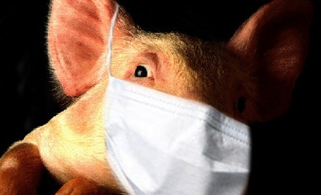 В Приморье пресечено распространение свиного вируса