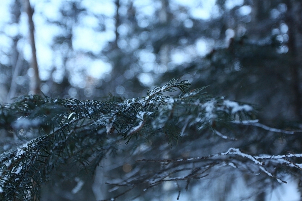 В ночь на 15 января температура в Приморье опустится до -36°С