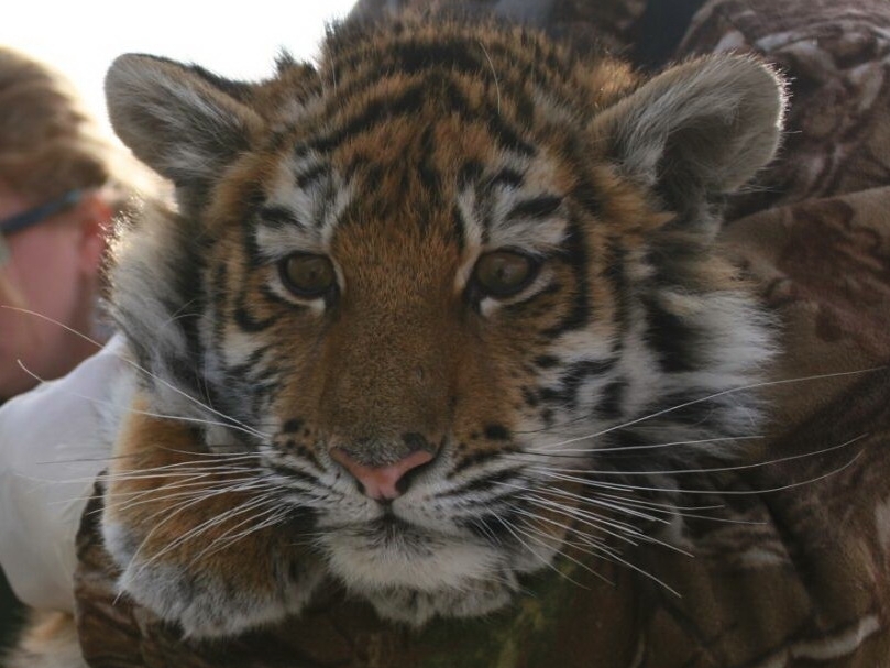Спасенный тигренок осваивается в Центре реабилитации в Приморье