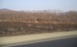 Действующих лесных пожаров в Приморье нет, ситуация стабильная