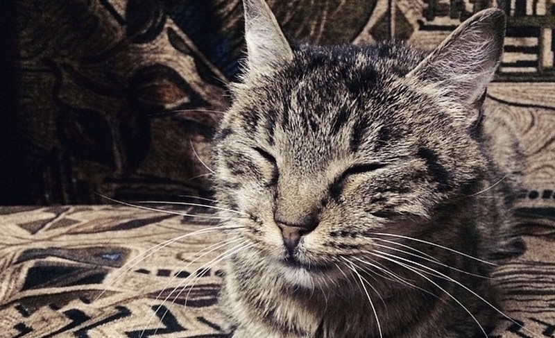 Кошка Матроска останется на «Фетисов-Арене» посмертно