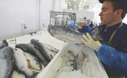 Розничные сети Владивостока превзошли рынки по бюджетным ценам на рыбу