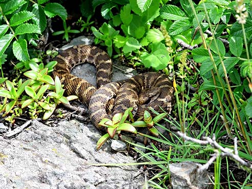 Амурский лесной кот (Prionailurus bengalensis euptilurus)