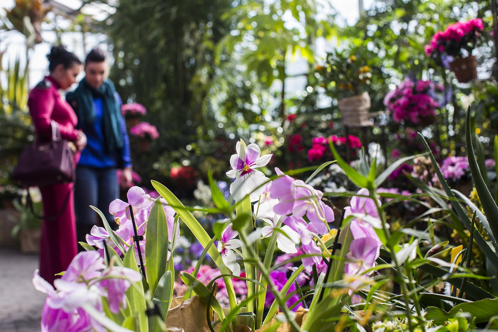 Ботанический сад Владивостока: тысячи растений со всего света, опасные  «пришельцы» и цветочная мода