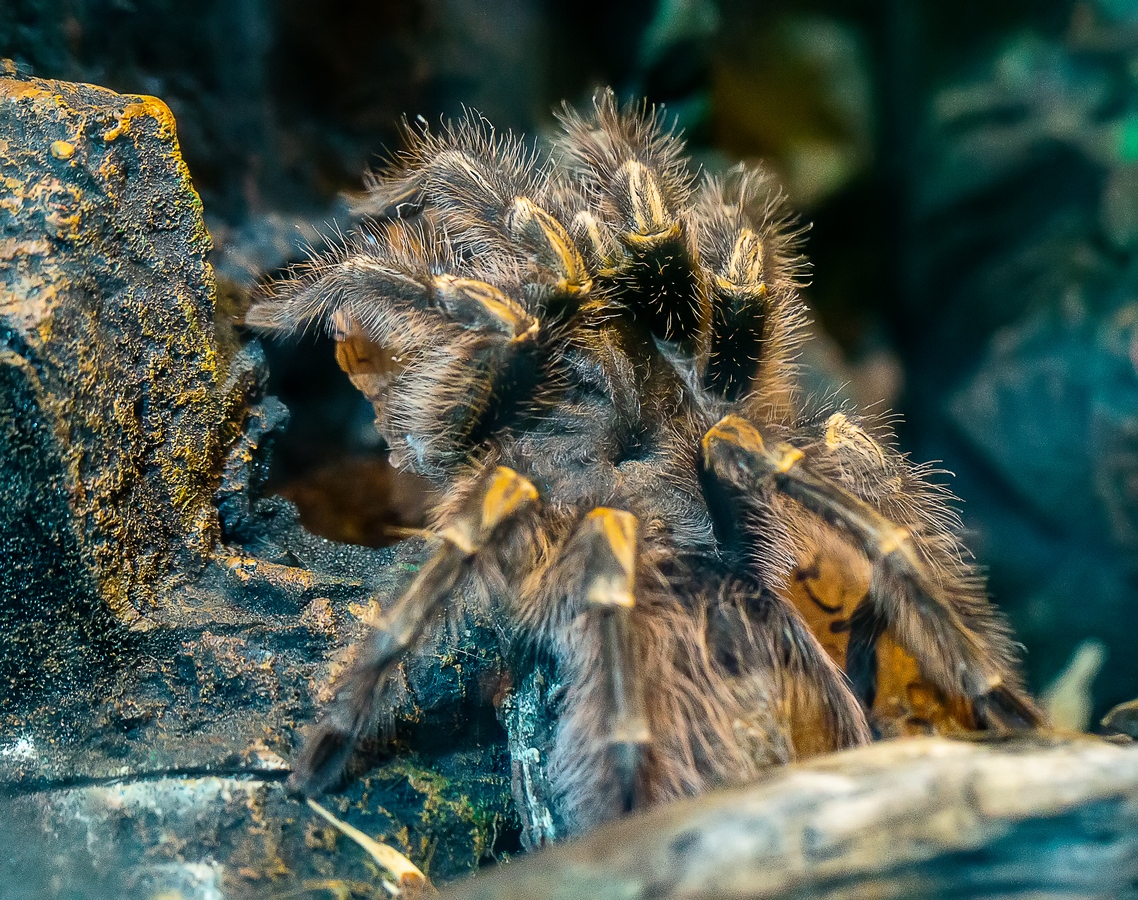 Застенчивый паук-птицеед поселился в Приморском океанариуме