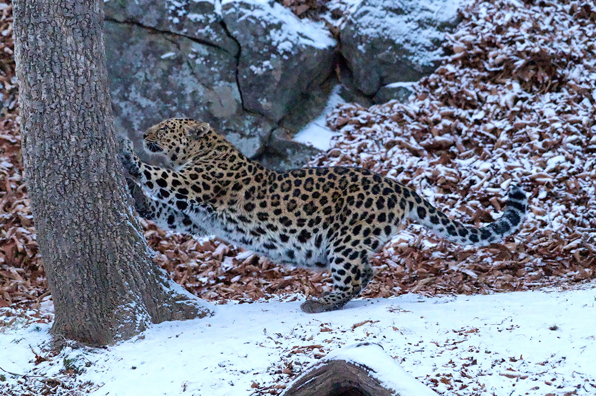 Иностранные туристы повстречали дальневосточного леопарда в приморском лесу