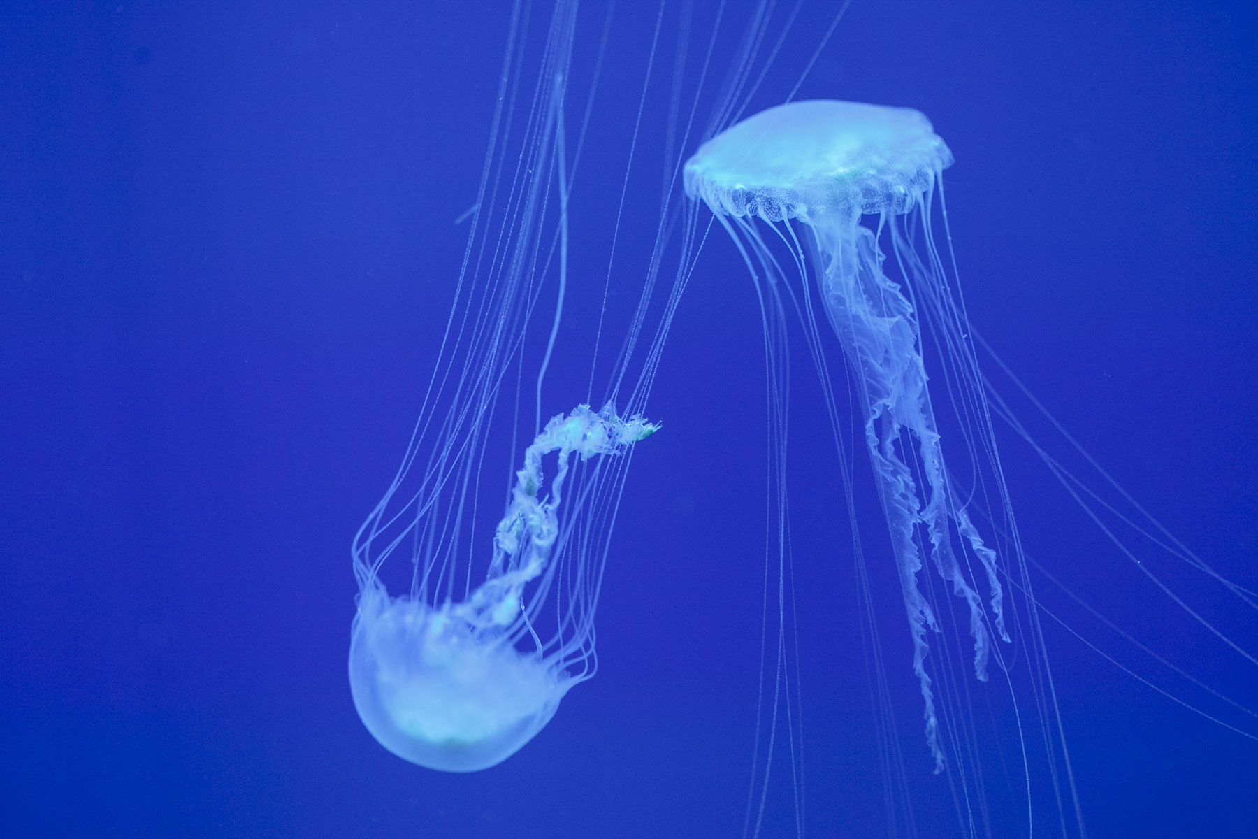 Медузы виды. Хризаора пятищупальцевая. Медуза морская. Медуза в море. Хищные медузы.
