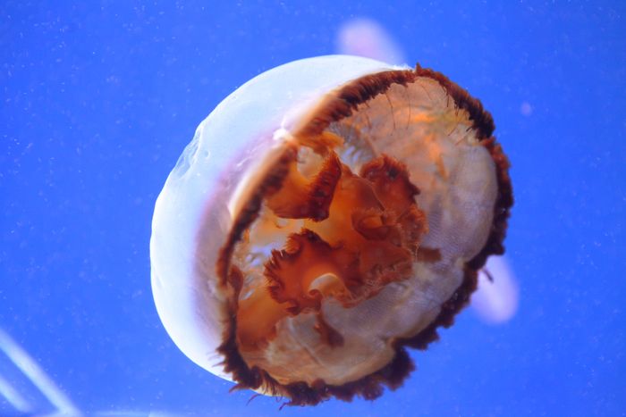 «Местная» медуза поселилась в Приморском океанариуме