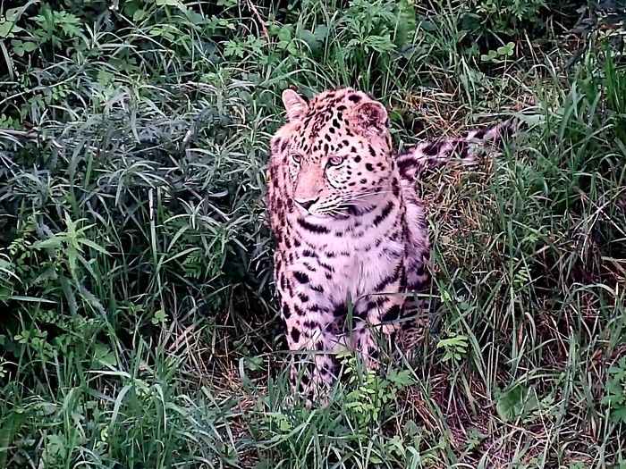Выздоравливает и охотится: спасенный леопард продемонстрировал умение добывать оленей
