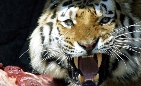 Следы тигра напугали жителей приморского посёлка 