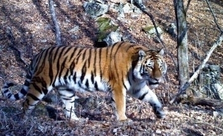 Пойманный во Владивостоке тигр осваивается в реабилитационном центре 
