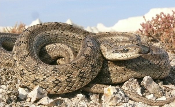 Змей Приморского Края Фото С Описанием