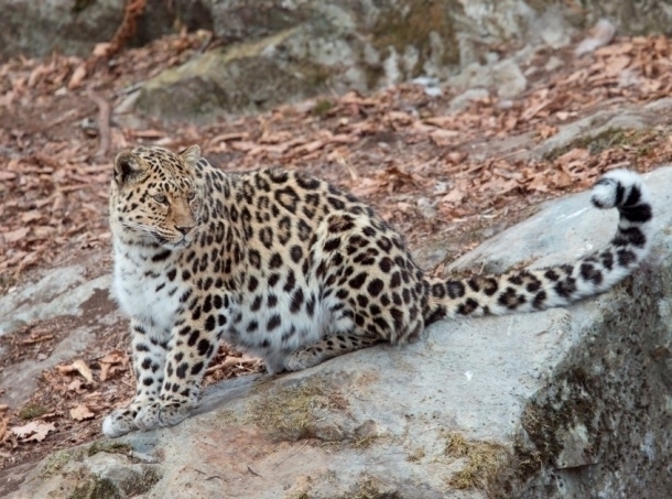 Первый леопард прибыл во Владивосток для приморского «Сафари-парка» 