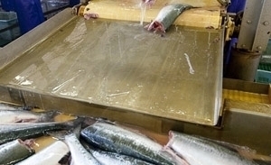  Две тысячи тонн лосося планируют выловить в Приморье 