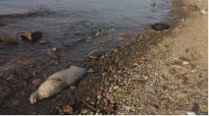 Мертвую белуху обнаружили на острове Русский 