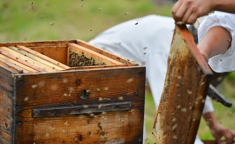 Приморские пасечники бьют тревогу из-за мора пчел 