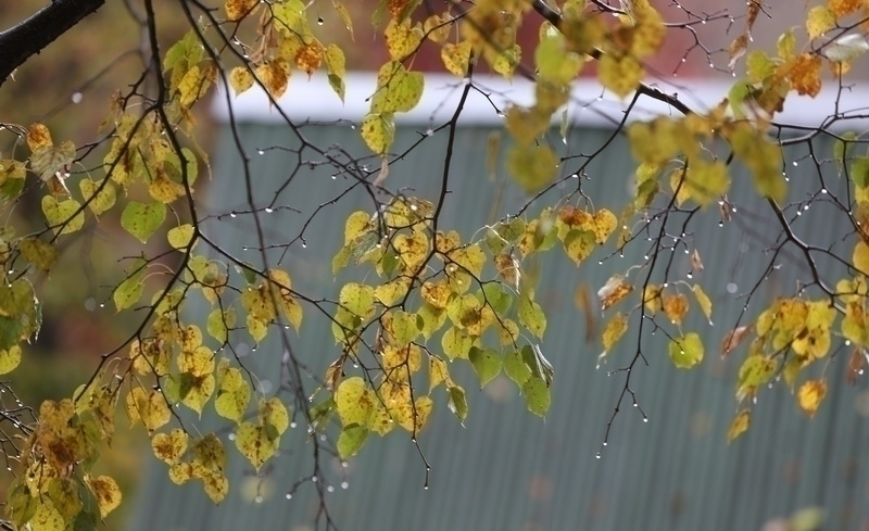 В Кавалеровском районе прошёл желтый дождь с серой 